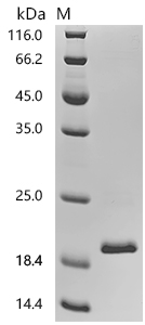 Mouse Fgf-2 protein