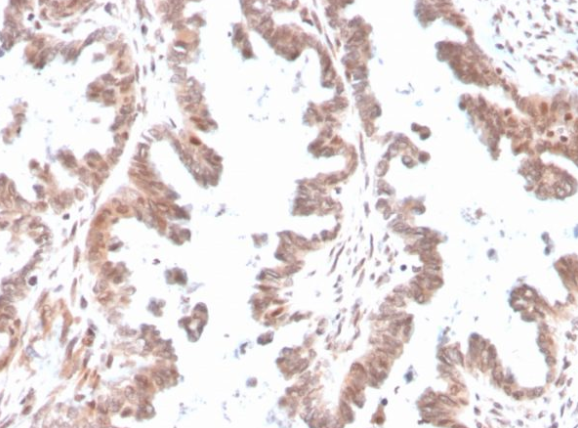 GDF9 (Growth Differentiation Factor 9) Antibody