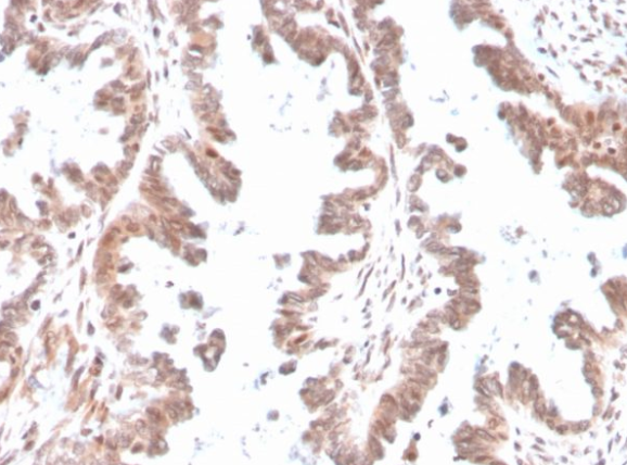 GDF9 antibody