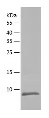 Human GDF11 Protein, His Tag
