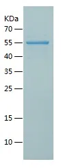 Human TAB1 protein