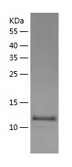 Human KIBRA protein