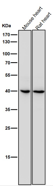 Anti-IL11RA Rabbit Monoclonal Antibody