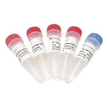 Vazyme - Taq DNA Polymerase (Mg2+ plus buffer)