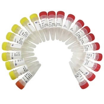Vazyme - VAHTS RNA Multiplex Oligos Set 1 for Illumina