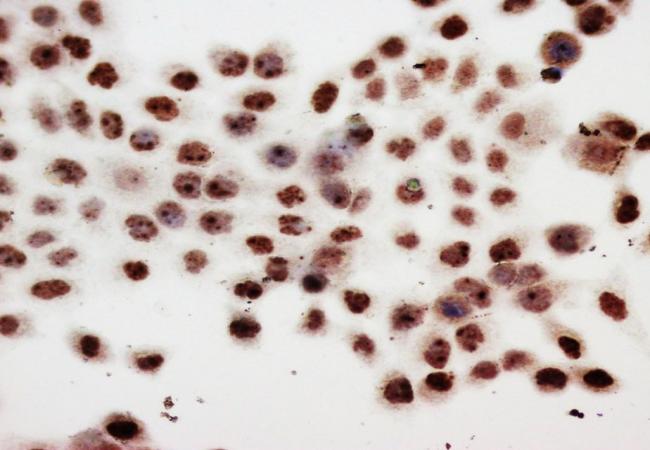 PCNA Antibody (Monoclonal, PC 10)