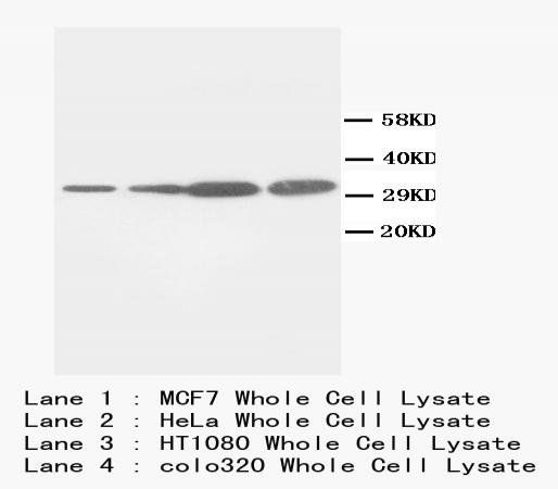 PCNA Antibody (Monoclonal, PC 10)