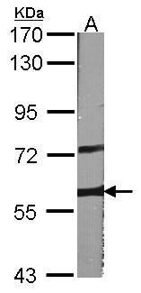 A-RAF antibody