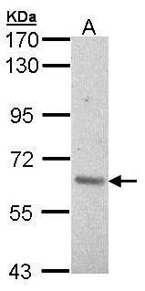 A-RAF antibody [C1C3]