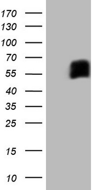 A RAF Antibody
