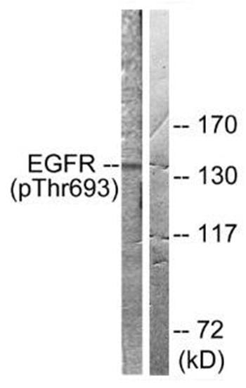 EGFR (Phospho-Thr693) antibody