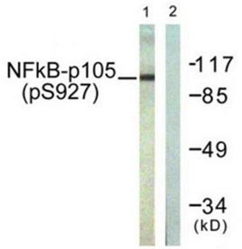 NF-kappa B p105/p50 (Phospho-Ser927) antibody