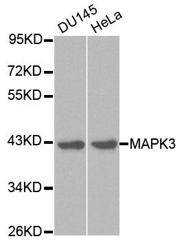 MAPK3 antibody