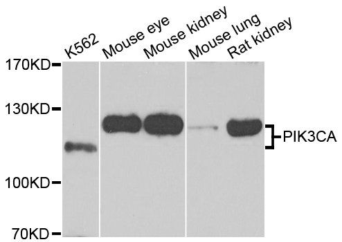 PI3 Kinase p110 alpha antibody