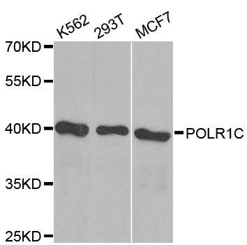POLR1C antibody