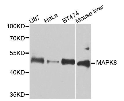 MAPK8 antibody