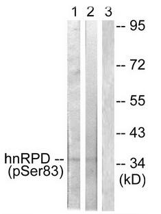 hnRPD (Phospho-Ser83) antibody