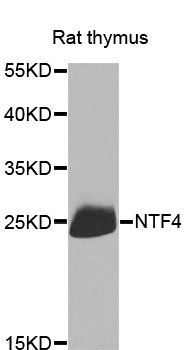 NTF4 antibody