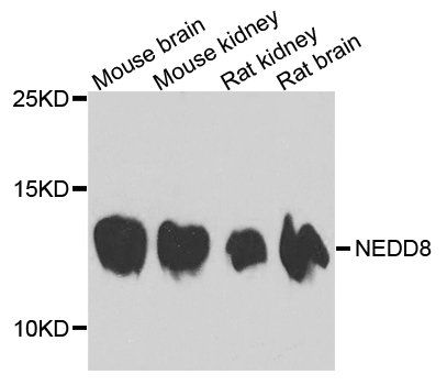 NEDD8 antibody