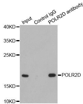 POLR2D antibody