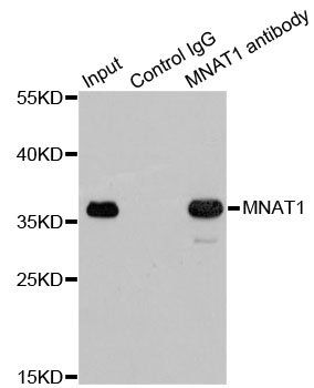 MNAT1 antibody
