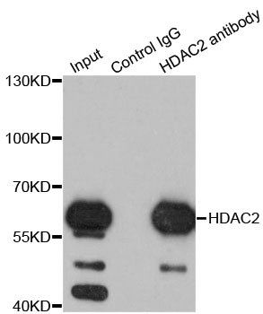 HDAC2 antibody