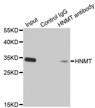 HNMT antibody
