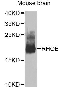RHOB antibody