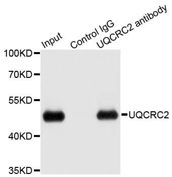 UQCRC2 antibody