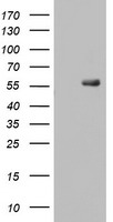 A4GNT Antibody