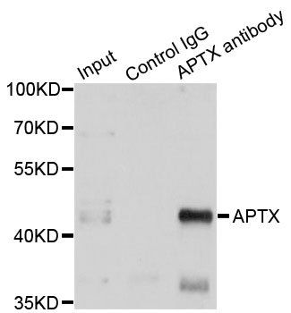 APTX antibody