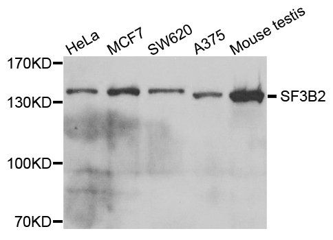 SF3B2 antibody