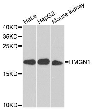 HMGN1 antibody