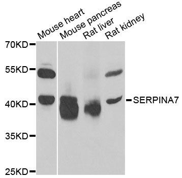 SERPINA7 antibody