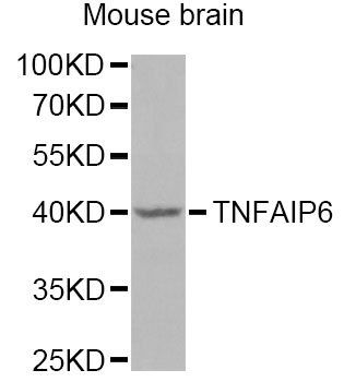 TNFAIP6 antibody