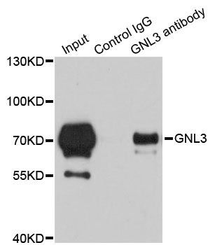 GNL3 antibody