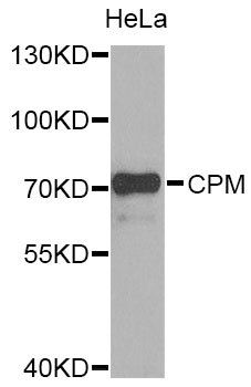 CPM antibody