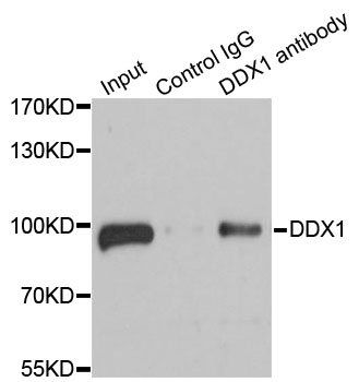 DDX1 antibody