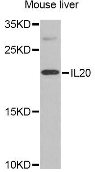 IL20 antibody