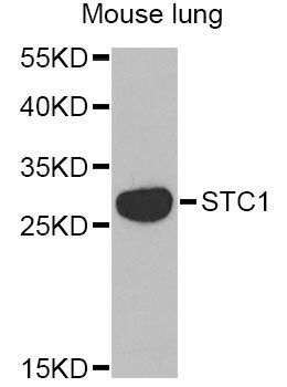 STC1 antibody