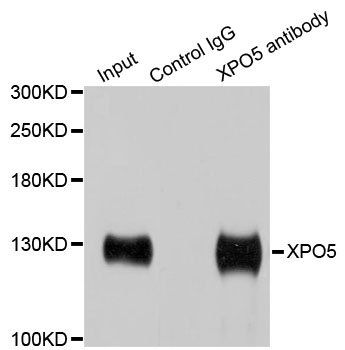 XPO5 antibody
