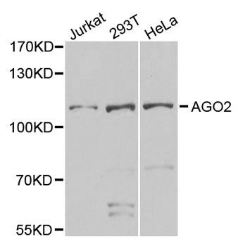 AGO2 antibody