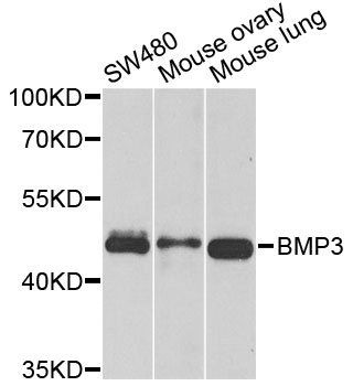 BMP3 antibody