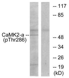 CaMK2 (Phospho-Thr286) antibody