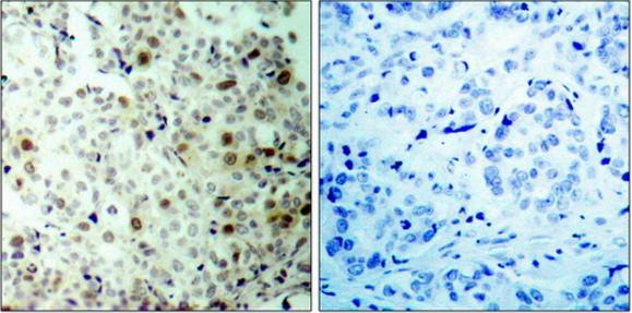 CDC2 (Phospho-Thr161) antibody