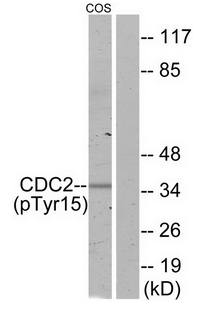 CDC2 (Phospho-Tyr15) Antibody