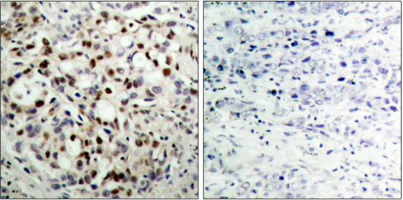 CREB (Phospho-Ser133) antibody