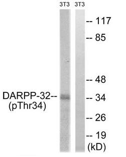 DARPP-32 (Phospho-Thr34) antibody