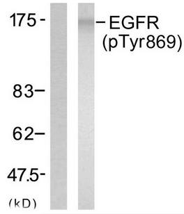 EGFR (Phospho-Tyr869) Antibody