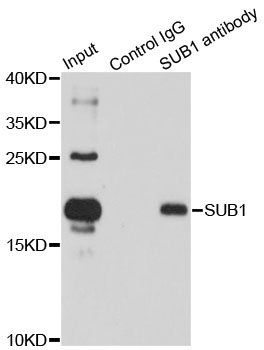 SUB1 antibody
